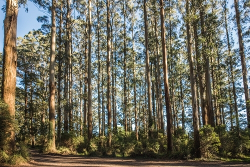 Horizontal shot of green trees in the forest on a sunny day - Australian Stock Image