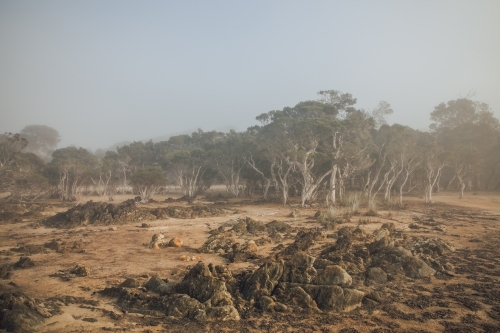 Horizontal shot of paperbark trees on a misty morning