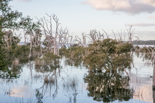 Horizontal shot of paperbark trees with its reflections. - Australian Stock Image