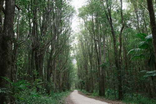 Horizontal shot of pathway among green trees and bushes - Australian Stock Image