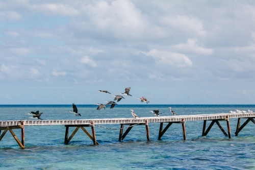 Horizontal shot of seabirds flocked on a jetty in the ocean - Australian Stock Image