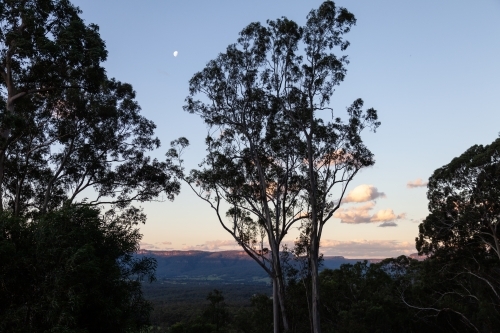 horizontal shot of silhouette of trees with blue and purple skies in the background - Australian Stock Image