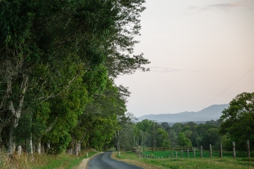 Horizontal shot of trees along the road - Australian Stock Image