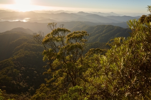 Horizontal shot of trees and mountains at sunrise - Australian Stock Image