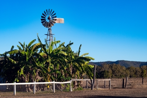 Horizontal shot of  windmill and banana trees - Australian Stock Image