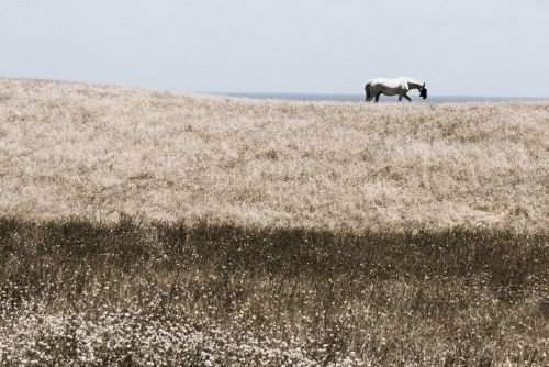 Horse and landscape - Australian Stock Image