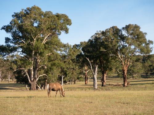 Horse grazing in a paddock with gum trees behind - Australian Stock Image