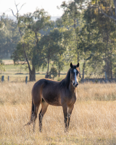 Horse in a country field - Australian Stock Image