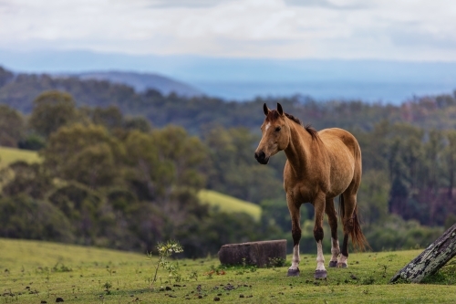 Horse in green paddock - Australian Stock Image