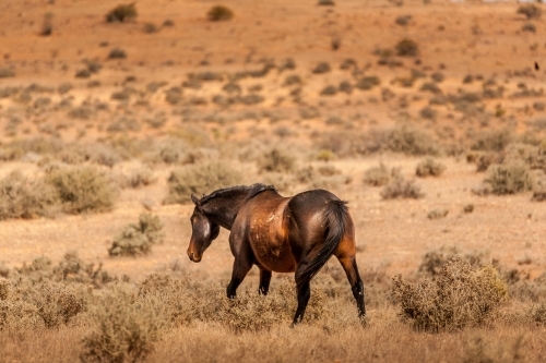 Horse in outback arid dry scrub land consisting of dry grass and salt bush - Australian Stock Image