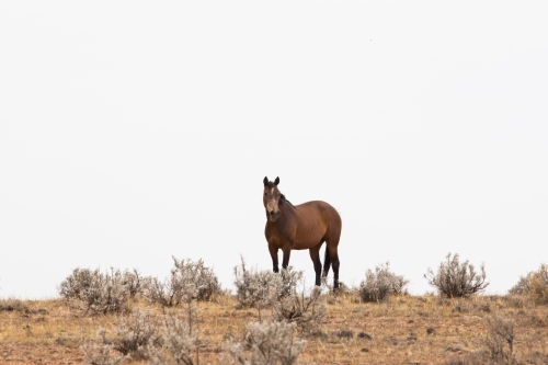 Horse standing on dry hill in scrubland - Australian Stock Image