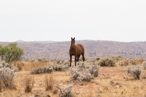 Horse standing on hill against desert horizon - Australian Stock Image