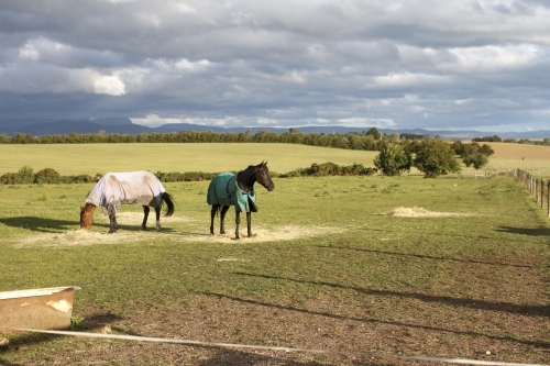 Horses in farm paddock eating hay - Australian Stock Image