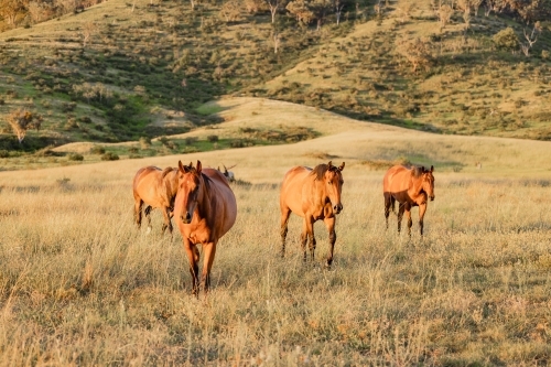 Horses in paddock at base of steep hill - Australian Stock Image