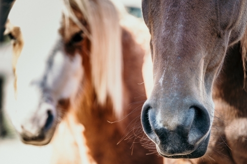 Horses standing in the yard up close. - Australian Stock Image