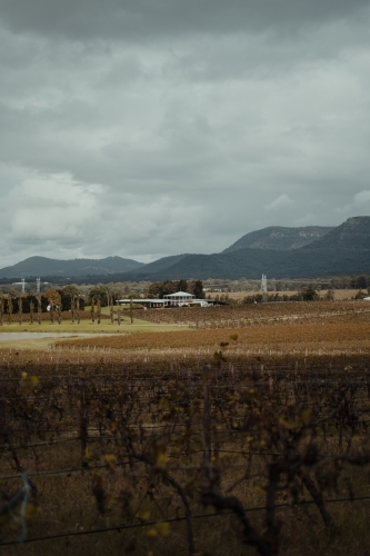 House surrounded by grapevines on a vineyard with mountains in the background - Australian Stock Image