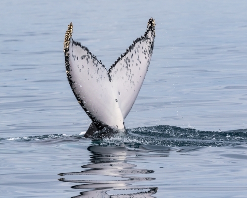 Humpback Fluke - Australian Stock Image