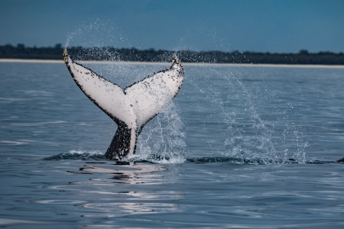 Humpback Fluke slapping - Australian Stock Image