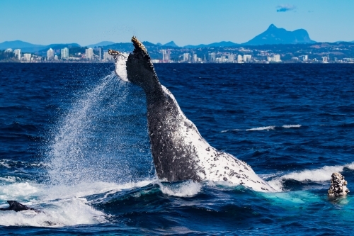 Humpback peduncle throw and Mt Warning - Australian Stock Image