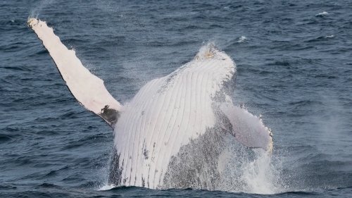 Humpback Whale breach up close - Australian Stock Image