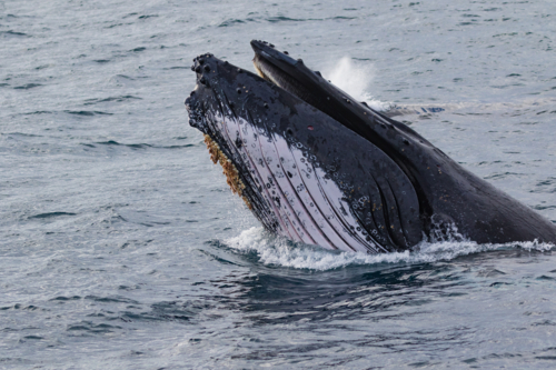 Humpback Whale Head Lunge with mouth open - Australian Stock Image