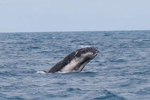 Humpback Whale in the ocean