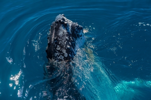 Humpback whale mugging boat in glassy water - Australian Stock Image