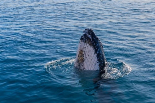 Humpback whale mugging boat in glassy water - Australian Stock Image