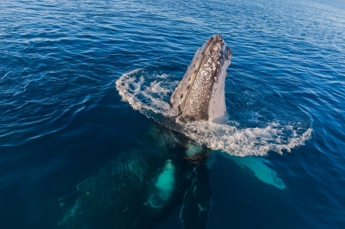 Humpback whale mugging boat in glassy water - Australian Stock Image