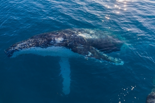 Humpback Whale on its side in glassy water - Australian Stock Image