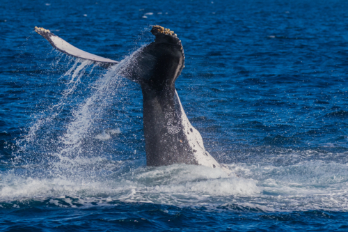 Humpback Whale Tail Slapping - Australian Stock Image