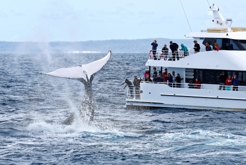 Humpback whale with tail showing people on boat (Megaptera novaeangliae) - Australian Stock Image