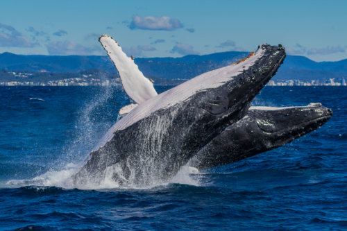 Humpback Whales Double Breach - Australian Stock Image