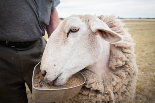 Hungry sheep eating out of grain bowl - Australian Stock Image