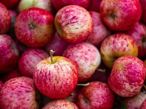 Huon Valley Apple Orchard picked fruit in bin - Australian Stock Image