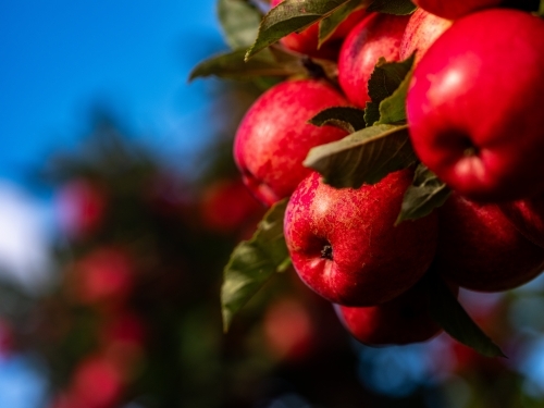 Huon Valley Apple Orchard with shiny red fruit on the trees - Australian Stock Image