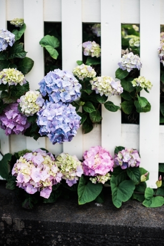 hydrangeas and white picket fence - Australian Stock Image