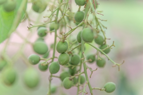 Immature Kakadu Plums - Australian Stock Image