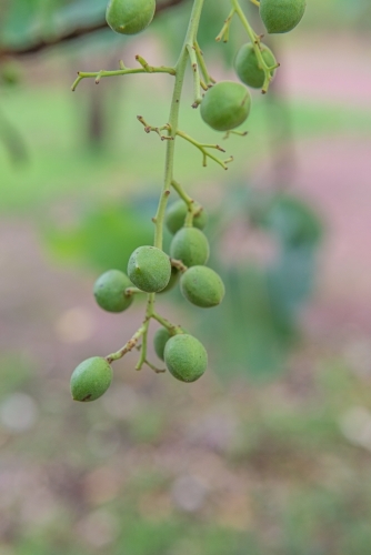 Immature Kakadu Plums - Australian Stock Image