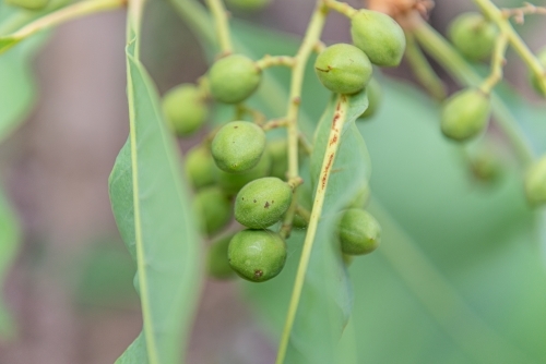 Immature Kakadu Plums - Australian Stock Image