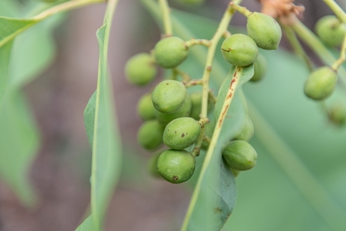 Immature Kakadu Plums - Australian Stock Image