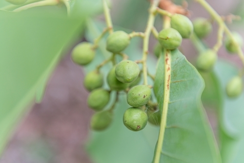 Immature Kakadu Plums - Australian Stock Image