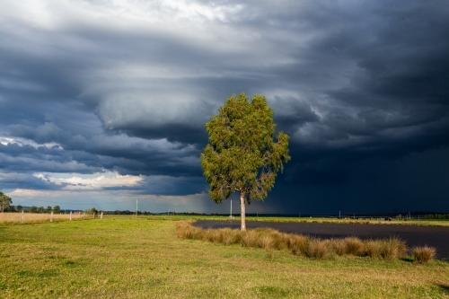 Incoming dark stormy rain clouds over sunlit rural farm paddock with dam and gum tree - Australian Stock Image