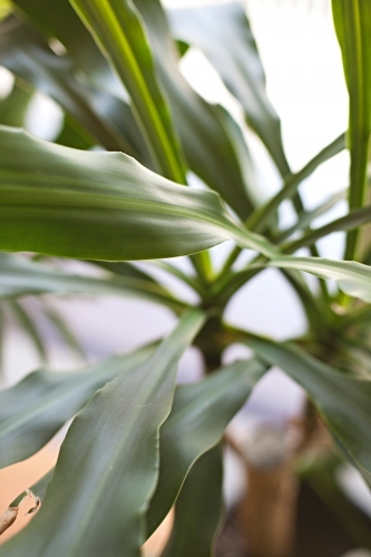 Indoor house plant with long and smooth green leaves - Australian Stock Image