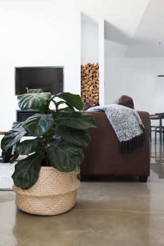 Indoor plant in contemporary living room vertical - Australian Stock Image