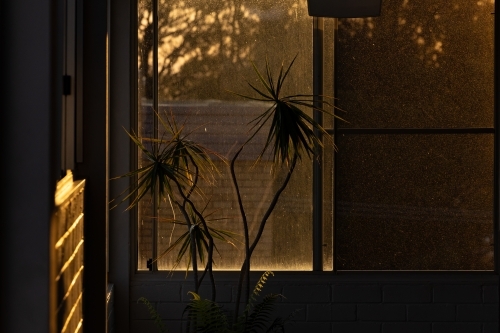 Indoor pot plant illuminated by golden afternoon sun - Australian Stock Image