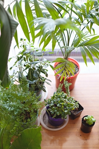 Indoor potted house plants on the floor - Australian Stock Image