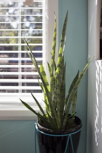 Indoor snake pot plant by window of home