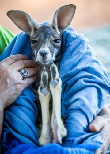 Injured joey being cared for - Australian Stock Image