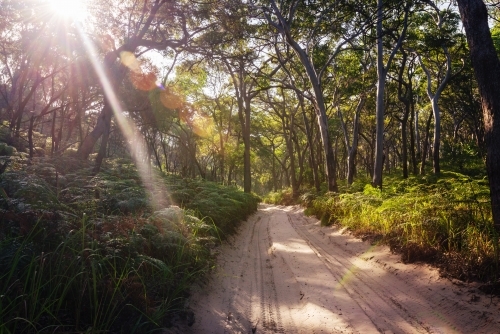 inland rainforest scenes on Fraser Island - Australian Stock Image